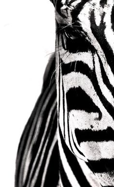 black and white photograph of a zebra's face