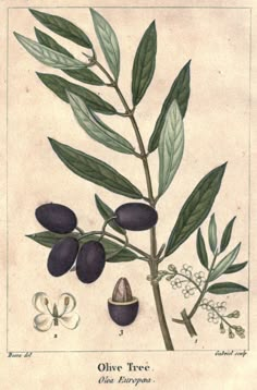 an illustration of olive tree with leaves and flowers