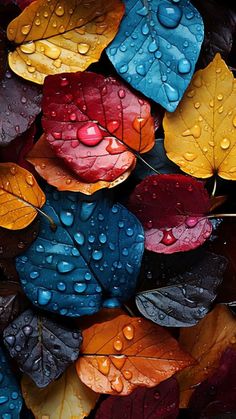 colorful leaves with drops of water on them