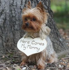 a small dog holding a heart shaped sign that says here comes my mommy in front of a tree