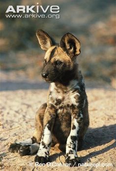 a small dog sitting on top of a sandy ground next to a sign that says wild dog for sale