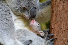 two koalas are playing with each other in the tree