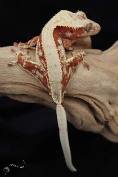 an orange and white gecko sitting on top of a tree branch