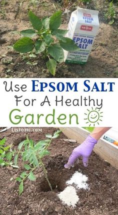 someone is digging in the soil with gardening gloves on and text overlay that reads use epsom salt for a healthy garden