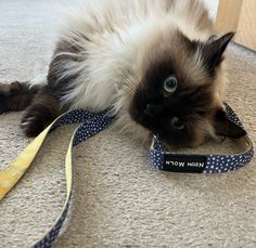 a cat laying on the floor with a leash around it's neck and eyes