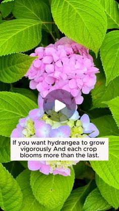 a flower with the words if you want hydrangea to grow flowers more than the last