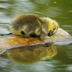 a baby duck is sleeping on top of a log in the water with its eyes closed