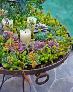 a potted plant with candles and succulents in it on a patio