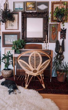 a dog laying on the floor in front of a table with plants and pictures above it