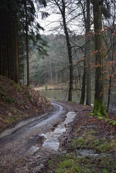 a wet road in the woods next to a lake