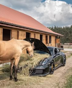 a horse standing next to a car eating hay