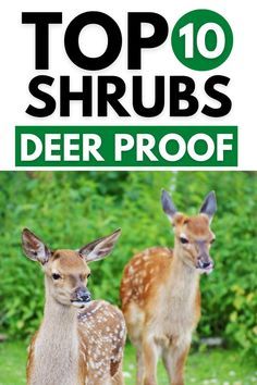 two deer standing next to each other with the words top 10 shrubs deer proof on it