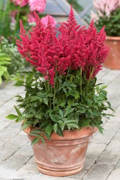 some pink flowers are in a pot on the ground