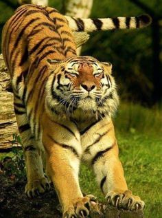 a large tiger walking across a lush green field next to a fallen tree trunk on top of a grass covered field