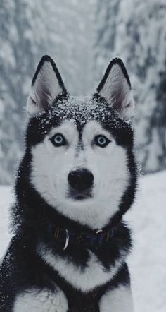 a husky dog sitting in the snow wearing a black and white collar with blue eyes