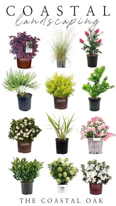 a poster with different types of plants in pots and the words coastal landscaping on it