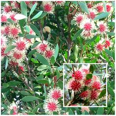 a bush with pink flowers and green leaves