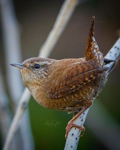 a small brown bird sitting on top of a tree branch