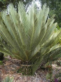 a large green plant sitting on top of a dirt ground next to trees and bushes