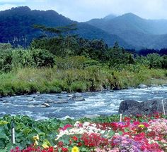 a river with flowers and mountains in the background