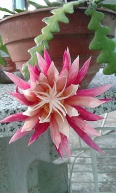 a pink and white flower sitting on top of a stone wall next to a potted plant