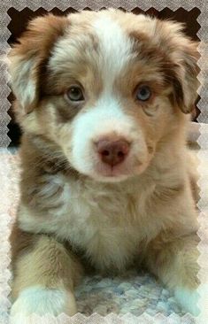 a brown and white puppy sitting on top of a floor next to a chair with blue eyes