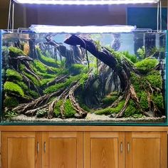 an aquarium with moss growing on the bottom and trees in the middle, sitting on top of a wooden cabinet