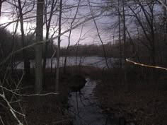 a stream running through a forest filled with trees