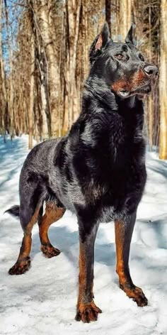 a large black and brown dog standing on top of snow covered ground next to trees