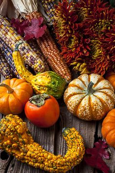 pumpkins, gourds and corn on the cob