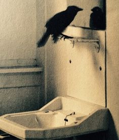 a bird sitting on top of a sink in a bathroom