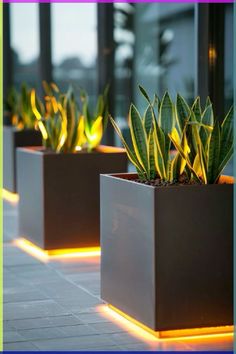 three square planters with plants in them lit up at the same time and sitting outside