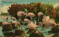 a group of flamingos standing in the water near some rocks and trees with red flowers