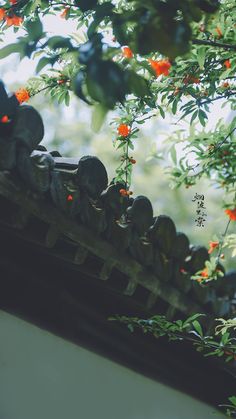 orange flowers growing on the top of a roof