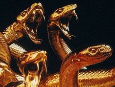 gold colored snakes with their mouths open