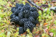 a cluster of black corals on the ground surrounded by green moss and brown leaves