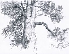 a pencil drawing of a tree with no leaves