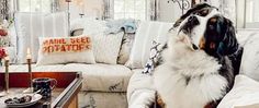 a dog sitting on top of a couch in a living room