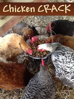 Florassippi Girl: Chicken CRACK - They go CRAZY for it! Perfect Soil Mixture, Homesteading Ducks, Chicken Husbandry, Wild Bunnies, Flock Block, Chicken Barn, Pet Diy