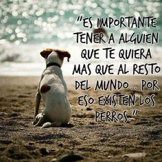 a dog sitting on top of a sandy beach next to the ocean with a quote written in spanish