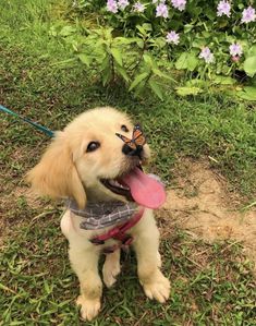 a dog with a butterfly on its nose sitting in the grass and holding a frisbee