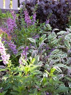 purple flowers and green plants in a garden