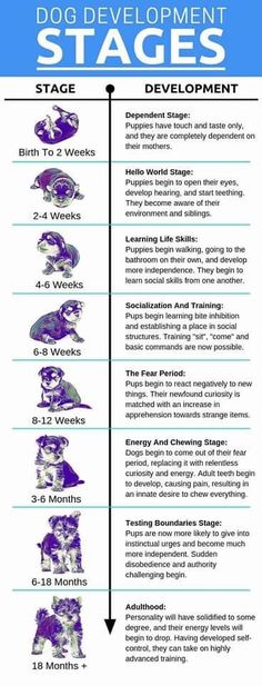 an info sheet showing the stages for dog development in different stages, including stage 1 and 3