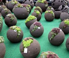 large rocks with plants growing out of them on display at an outdoor market stall in the city