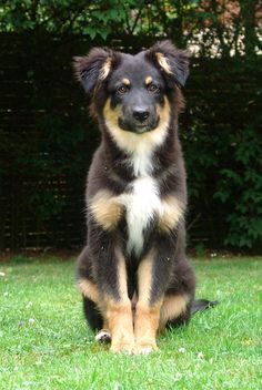 a brown and black dog sitting in the grass