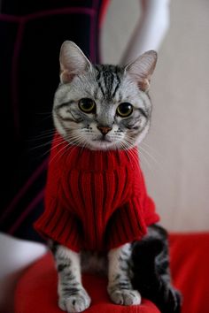 a cat wearing a sweater sitting on top of a red chair