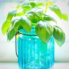 a green plant in a blue glass vase