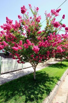 pink flowers are blooming on the tree in front of a white picketed fence