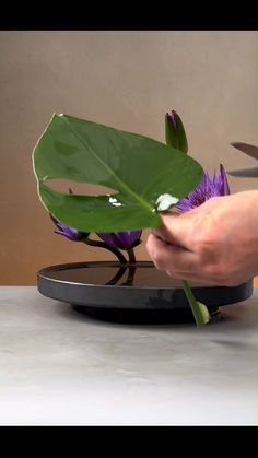 a person is holding a flower in front of a plant on a plate with leaves