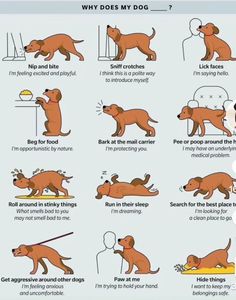 a poster with instructions on how to use dogs in the house and what they are doing